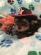 Yorkshire Terrier Puppies for sale in Knob Noster, MO 65336, USA. price: NA