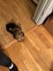 Yorkshire Terrier Puppies for sale in East Chicago, IN, USA. price: $1,000