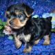 Yorkshire Terrier Puppies for sale in Allenton, WI 53002, USA. price: NA