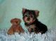 Yorkshire Terrier Puppies for sale in Guernsey, WY, USA. price: $500