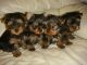 Yorkshire Terrier Puppies for sale in Milwaukee, WI, USA. price: $350