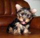 Yorkshire Terrier Puppies for sale in Texas City, TX, USA. price: NA