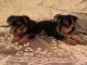 Yorkshire Terrier Puppies for sale in South Gate, CA, USA. price: NA