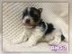 Yorkshire Terrier Puppies for sale in Virginia Beach Blvd, Virginia Beach, VA, USA. price: NA