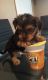 Yorkshire Terrier Puppies for sale in 15201 San Pedro Ave, San Antonio, TX 78232, USA. price: NA