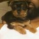 Yorkshire Terrier Puppies for sale in MD-180, Frederick, MD 21703, USA. price: NA