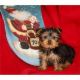 Yorkshire Terrier Puppies for sale in Stamford, CT, USA. price: $400