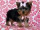 Yorkshire Terrier Puppies for sale in Burlington, VT, USA. price: $400