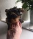 Yorkshire Terrier Puppies for sale in Norwich, CT 06360, USA. price: NA