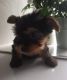 Yorkshire Terrier Puppies for sale in Pelham, AL 35124, USA. price: $400