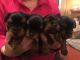 Yorkshire Terrier Puppies for sale in FL-436, Casselberry, FL, USA. price: $450