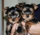 Yorkshire Terrier Puppies for sale in LA-21, Angie, LA 70426, USA. price: NA