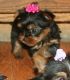 Yorkshire Terrier Puppies for sale in Manassas Park City Schools, Manassas Park, VA 20111, USA. price: NA