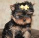 Yorkshire Terrier Puppies for sale in Luray, VA 22835, USA. price: $400