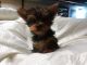 Yorkshire Terrier Puppies for sale in Waterloo, IA, USA. price: $750