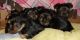 Yorkshire Terrier Puppies for sale in Gilroy, CA 95020, USA. price: $580