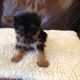 Yorkshire Terrier Puppies for sale in Atlas, MI 48411, USA. price: $1,200