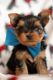 Yorkshire Terrier Puppies for sale in Rowlett, TX, USA. price: NA