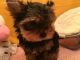 Yorkshire Terrier Puppies for sale in Florence, SC, USA. price: NA