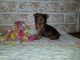 Yorkshire Terrier Puppies for sale in Jayess, MS 39641, USA. price: $1,200