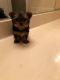 Yorkshire Terrier Puppies for sale in Norfolk, VA, USA. price: $800
