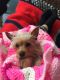 Yorkshire Terrier Puppies for sale in Edgewater, FL 32141, USA. price: NA