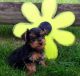 Yorkshire Terrier Puppies for sale in FL-436, Casselberry, FL, USA. price: NA