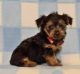 Yorkshire Terrier Puppies for sale in FL-436, Casselberry, FL, USA. price: $500