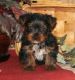 Yorkshire Terrier Puppies for sale in FL-436, Casselberry, FL, USA. price: $500