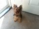 Yorkshire Terrier Puppies for sale in Waterloo, IA, USA. price: $900