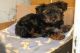 Yorkshire Terrier Puppies for sale in California St, San Francisco, CA, USA. price: NA