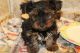 Yorkshire Terrier Puppies for sale in Phoenix Country Club, Phoenix, AZ, USA. price: NA
