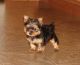Yorkshire Terrier Puppies for sale in Gillette, WY, USA. price: $500