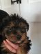 Yorkshire Terrier Puppies for sale in Norfolk, VA, USA. price: $500