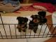 Yorkshire Terrier Puppies for sale in Newtown, PA 18940, USA. price: NA
