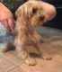 Yorkshire Terrier Puppies for sale in Needville, TX 77461, USA. price: $550