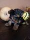 Yorkshire Terrier Puppies for sale in Houston, TX 77001, USA. price: NA