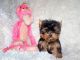 Yorkshire Terrier Puppies for sale in San Antonio, TX 78288, USA. price: NA