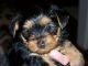 Yorkshire Terrier Puppies for sale in 60102 Church St, Grand Junction, MI 49056, USA. price: NA