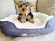 Yorkshire Terrier Puppies for sale in Thousand Oaks, CA, USA. price: NA