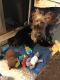 Yorkshire Terrier Puppies for sale in 132 N 87th Pl, Mesa, AZ 85207, USA. price: NA