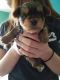 Yorkshire Terrier Puppies for sale in South Bend, IN, USA. price: $900