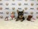 Yorkshire Terrier Puppies for sale in Temple City, CA, USA. price: NA