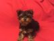 Yorkshire Terrier Puppies for sale in Wood Dale, IL, USA. price: $1,400