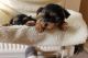 Yorkshire Terrier Puppies for sale in Clearwater, Satsuma, FL 32189, USA. price: $400