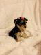 Yorkshire Terrier Puppies for sale in Hemet, CA, USA. price: $1,600