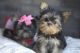 Yorkshire Terrier Puppies for sale in Georgia Ave, Silver Spring, MD, USA. price: $350