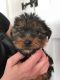 Yorkshire Terrier Puppies for sale in U US-95, Weiser, ID 83672, USA. price: NA