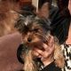Yorkshire Terrier Puppies for sale in Robinson, TX, USA. price: NA