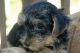 Yorkshire Terrier Puppies for sale in Langley, BC V1M 2R1, Canada. price: NA